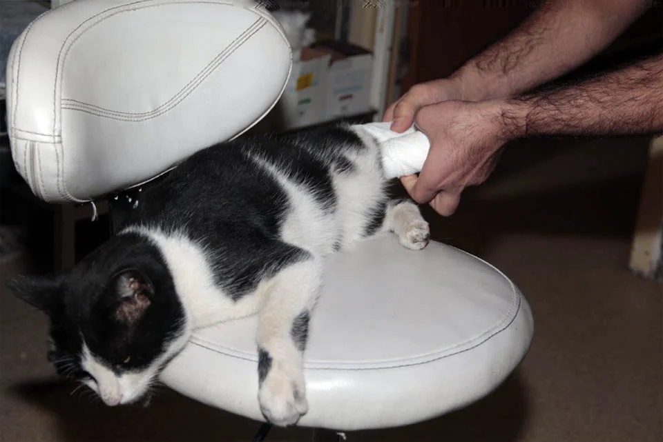 Gato sin hogar entra a un hospital esperando recibir ayuda 2 Gato entra a un hospital esperando recibir ayuda