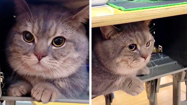 Gato espera en silencio en el escritorio de su dueña cuando lo lleva a escondidas a clases