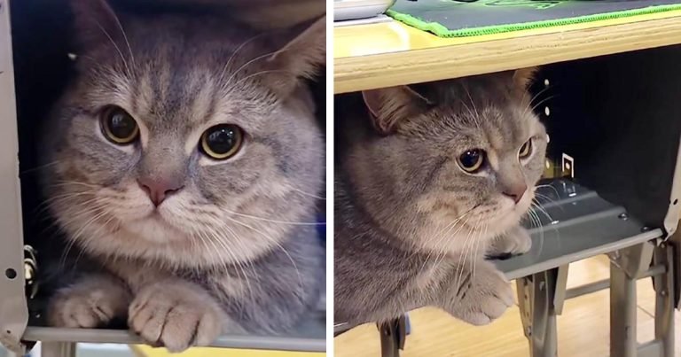 Gato espera en silencio en el escritorio de su dueña cuando lo lleva a escondidas a clases