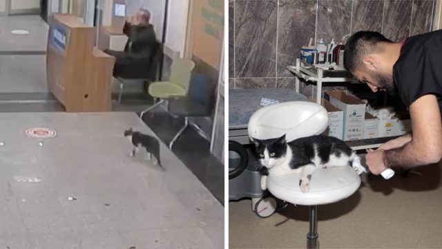 Gato sin hogar entra a un hospital esperando recibir ayuda
