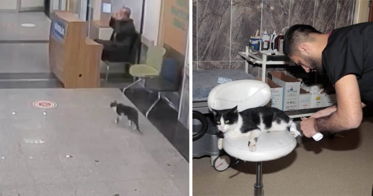 Gato sin hogar entra a un hospital esperando recibir ayuda