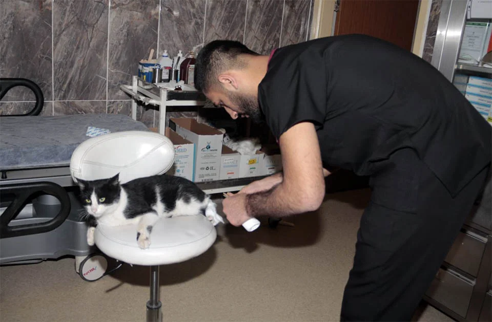 Gato sin hogar entra a un hospital esperando recibir ayuda 1 Gato sin hogar entra a un hospital