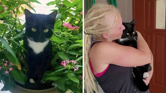 Gato vecino visita pareja mas necesita