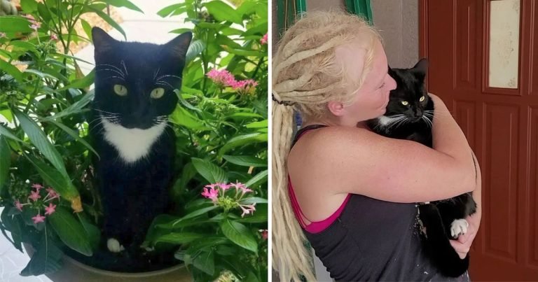 Gato vecino visita pareja mas necesita
