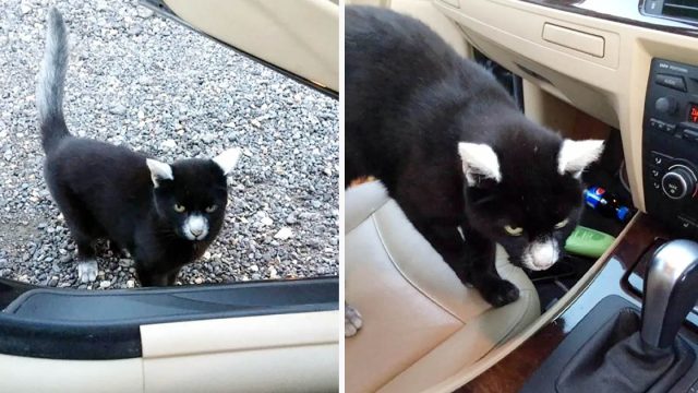 Hombre recibe el saludo más amistoso de un gatito con adorables marcas