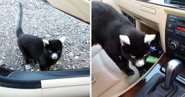 Hombre recibe el saludo más amistoso de un gatito con adorables marcas