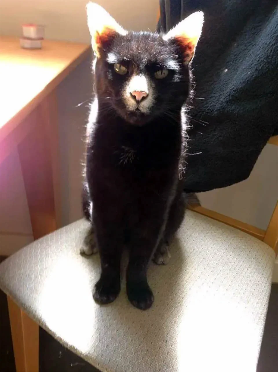 Hombre recibe saludo de un gatito con adorables marcas