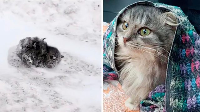 Hombre salva a una gatita congelada a un lado del camino y le da un hogar para siempre