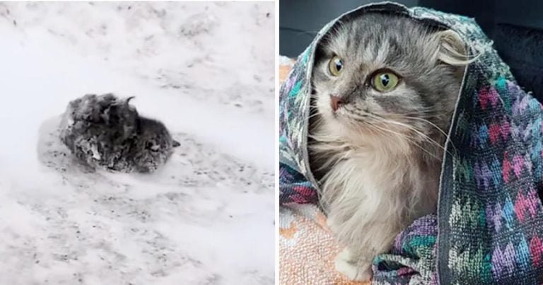 Hombre salva a una gatita congelada a un lado del camino y le da un hogar para siempre