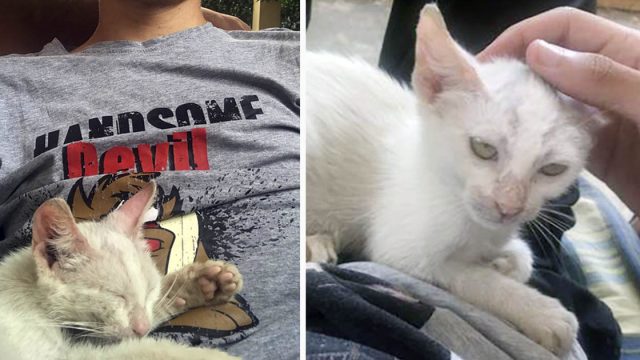 Hombre se despierta de la siesta y encuentra una gatita durmiendo en su regazo