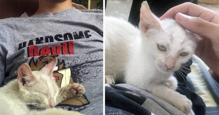 Hombre se despierta de la siesta y encuentra una gatita durmiendo en su regazo