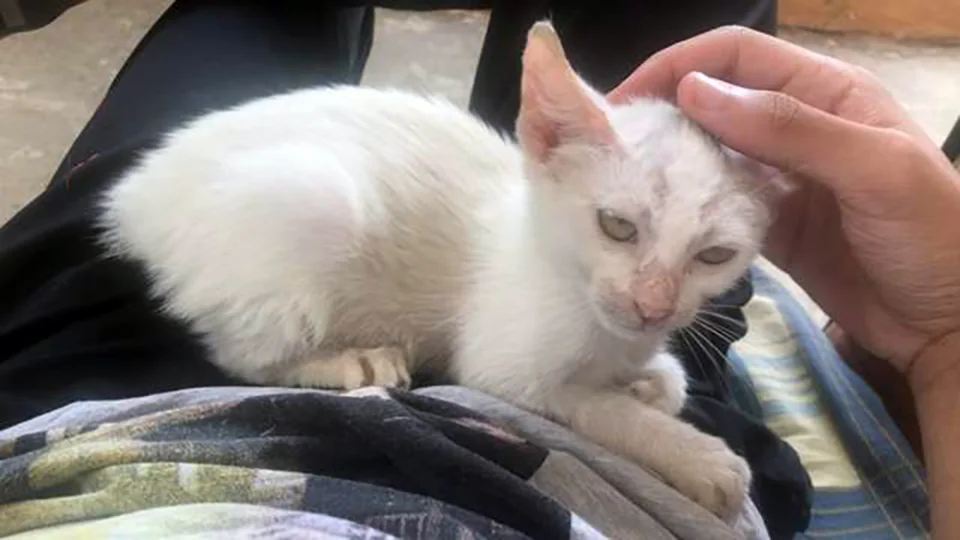 Hombre se despierta de la siesta y encuentra una gatita durmiendo en su regazo 3 Hombre se despierta y encuentra gatita durmiendo en su regazo