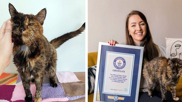 La gata más vieja del mundo tiene 27 años y una madre adoptiva menor que ella