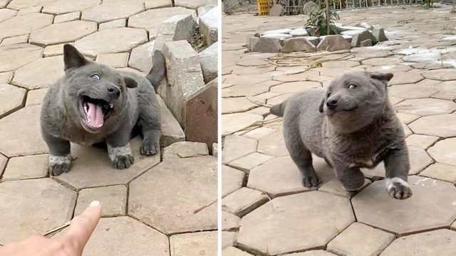 La gente cree que este cachorro es un híbrido entre un gato y un perro, por sus adorables expresiones