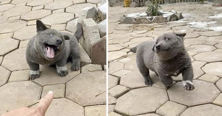 La gente cree que este cachorro es un híbrido entre un gato y un perro, por sus adorables expresiones