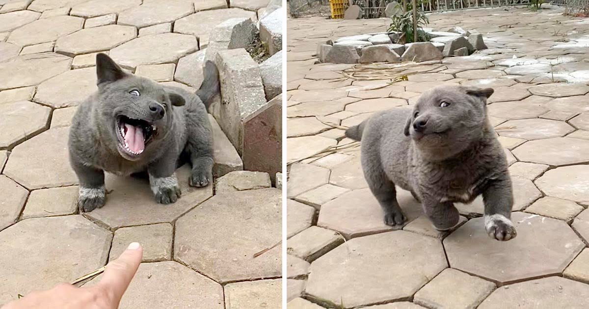 La gente cree que este cachorro es un híbrido entre un gato y un perro, por sus adorables expresiones