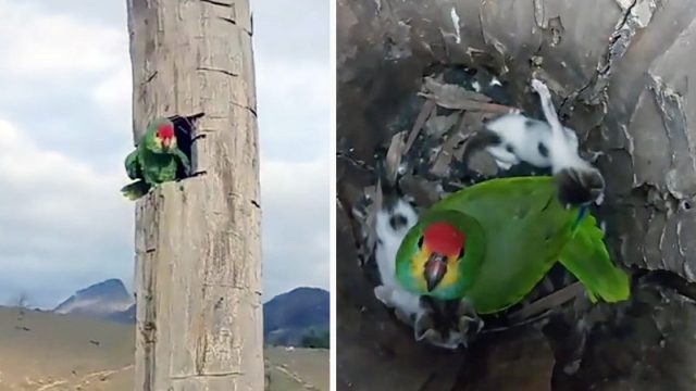 Loro encuentra una camada de gatitos y decide cuidarlos