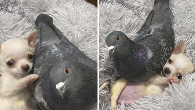 Paloma forma el vínculo más adorable con un chihuahua que necesitaba un amigo