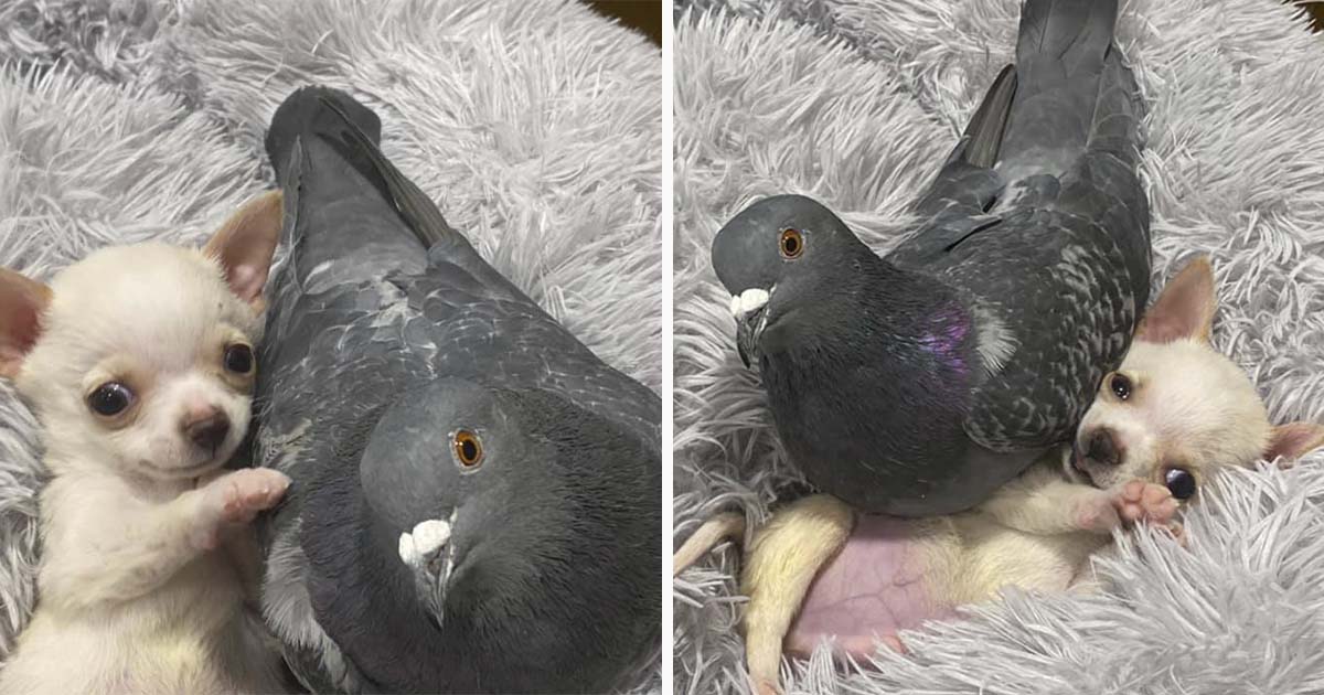 Paloma forma el vínculo más adorable con un chihuahua que necesitaba un amigo