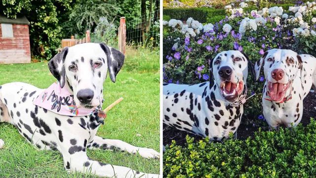 Perrita sorda encuentra su ladrido gracias a su nueva hermanita