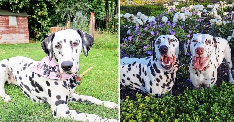 Perrita sorda encuentra su ladrido gracias a su nueva hermanita