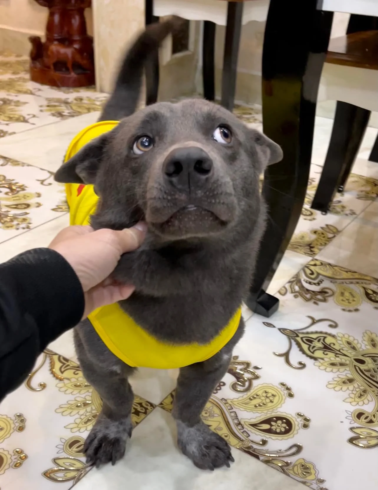 Perrito de apariencia extraña