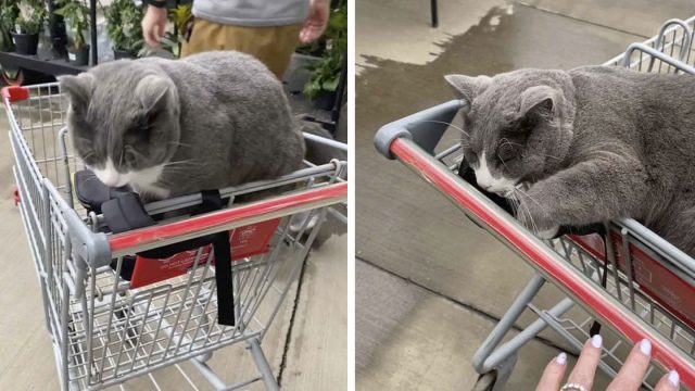 Adorable gatito de una tienda decide que esta mujer aún no ha terminado de comprar