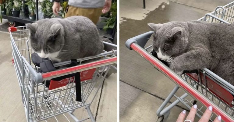Gato salta al carrito de una mujer mientras ella está de compras en una tienda