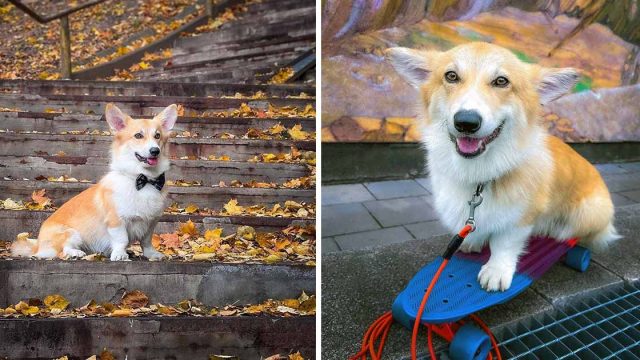 Este corgi es tan enérgico que sabe más de 60 trucos y le gusta andar en patineta
