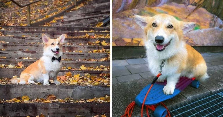 Este corgi es tan enérgico que sabe más de 60 trucos y le gusta andar en patineta