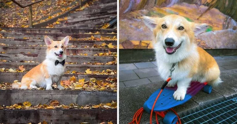 Este corgi es tan enérgico que sabe más de 60 trucos y le gusta andar en patineta