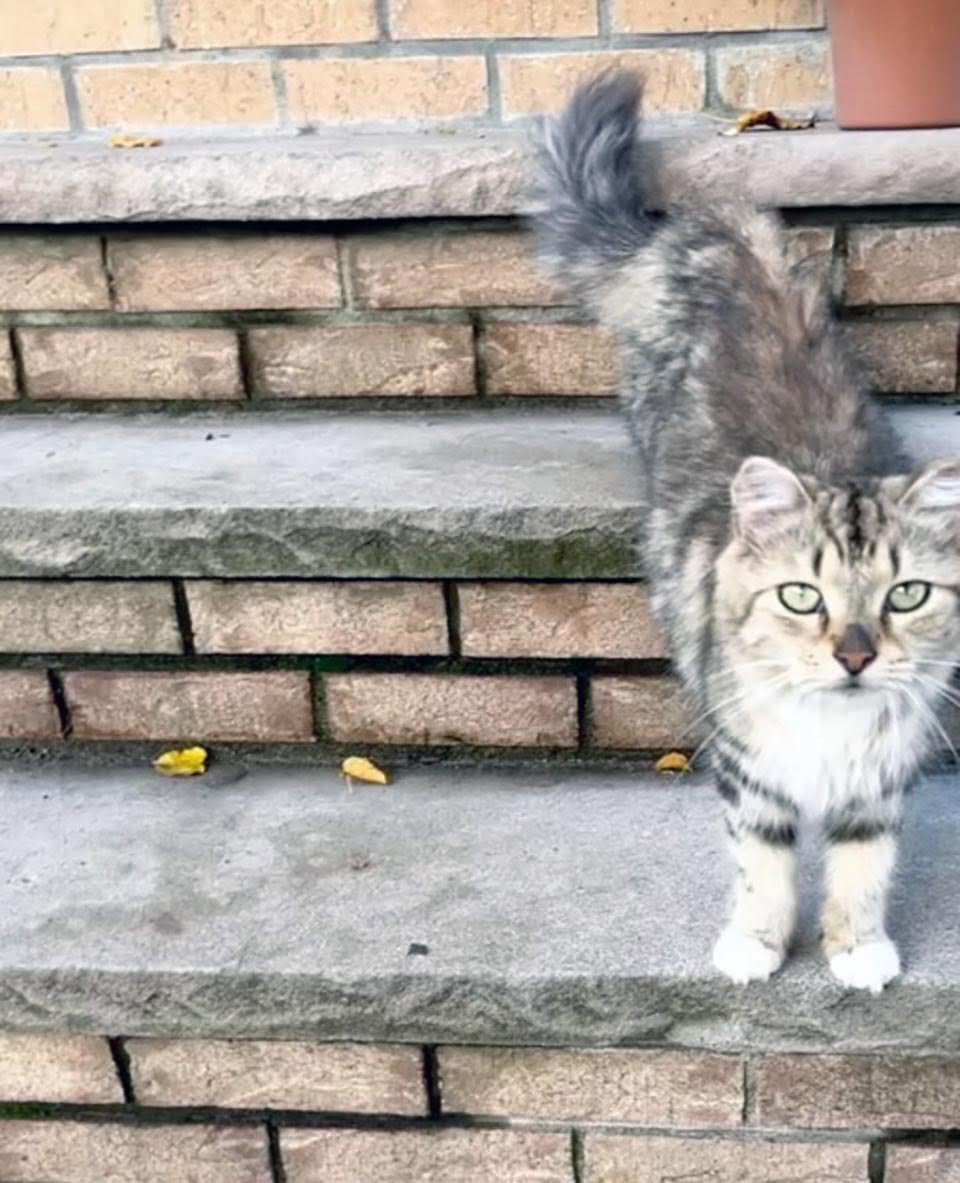Gata se acerca a las personas en busca de ayuda después de vivir al aire libre durante mucho tiempo 1 Gata se acerca a las personas en busca de ayuda