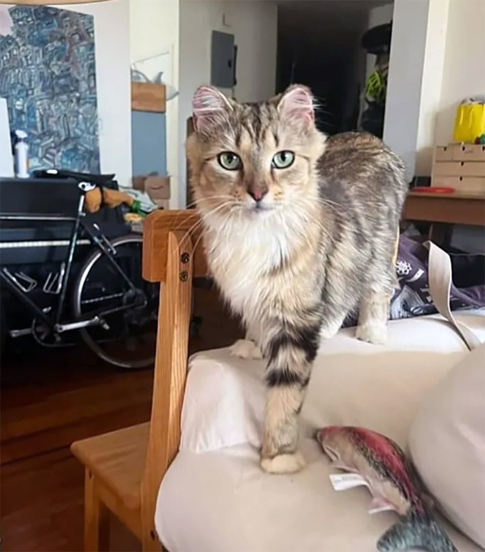 Gata se acerca a las personas en busca de ayuda después de vivir al aire libre durante mucho tiempo 3 Gatita es adoptada