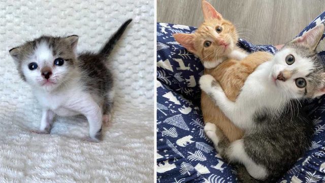 Gatito aceptado por otros gatos, comienza a abrazarlos y cuidarlos