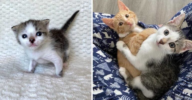 Gatito aceptado por otros gatos, comienza a abrazarlos y cuidarlos
