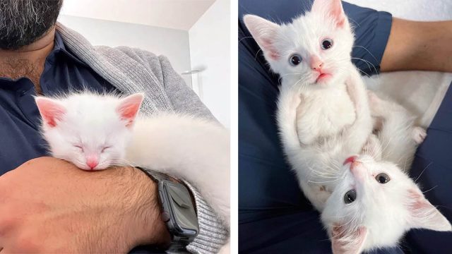 Gatitos encontrados llorando por ayuda ahora tienen a alguien a quien aferrarse