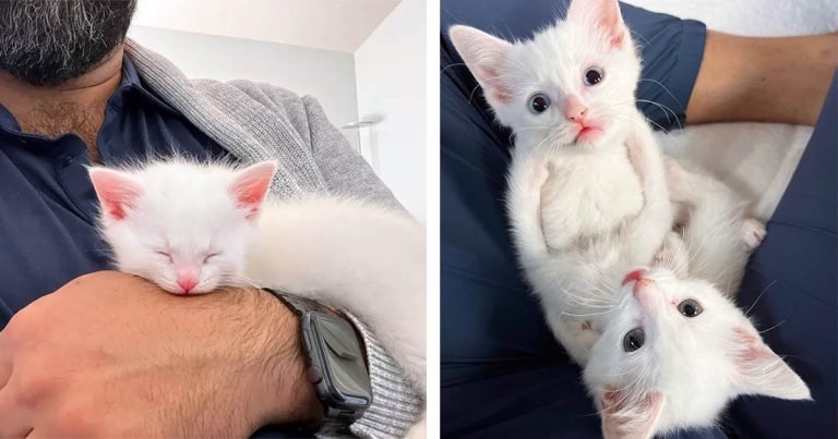 Gatitos encontrados llorando por ayuda ahora tienen a alguien a quien aferrarse