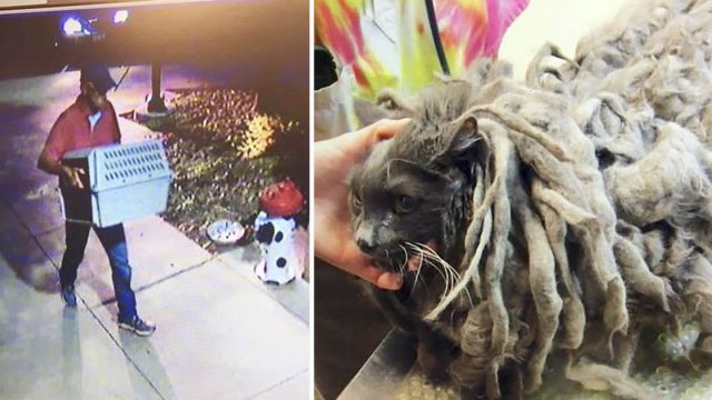 Gato abandonado en mal estado en un refugio es tan hermoso ahora