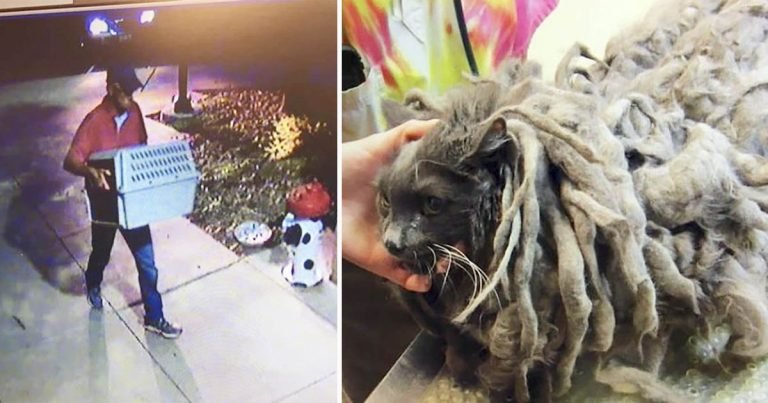 Gato abandonado en mal estado en un refugio es tan hermoso ahora