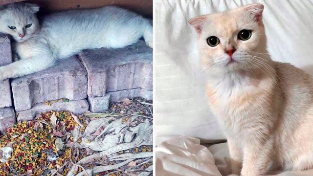 Gato encontrado abrazando piedras de construcción, ahora tiene mantas suaves para acurrucarse
