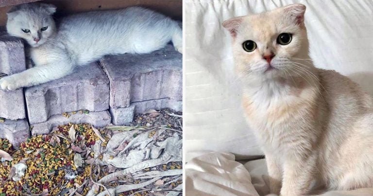 Gato encontrado abrazando piedras de construcción, ahora tiene mantas suaves para acurrucarse