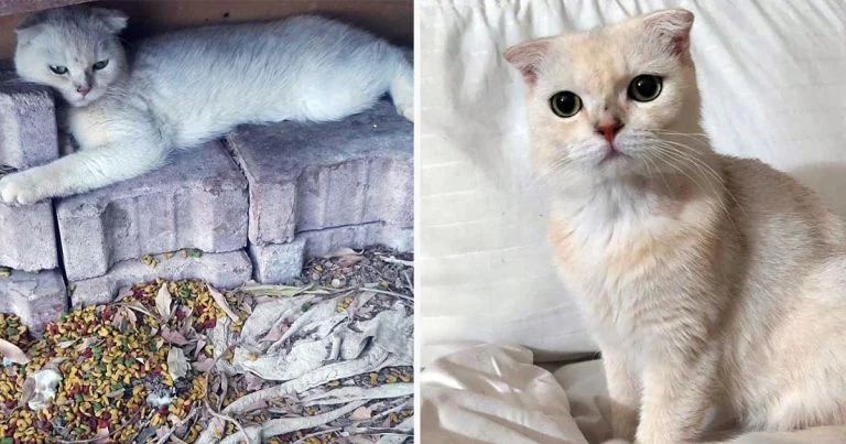 Gato encontrado abrazando piedras de construcción, ahora tiene mantas suaves para acurrucarse