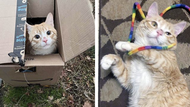 Gato encontrado en una caja en el frío terminó encontrando el hogar perfecto