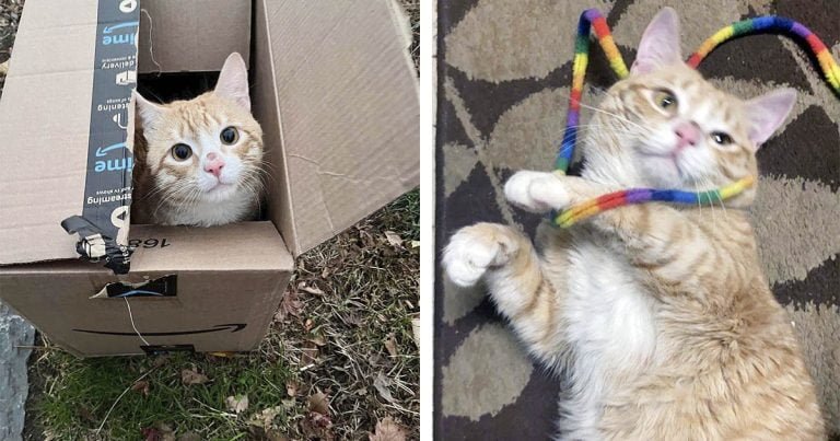 Gato encontrado en una caja en el frío terminó encontrando el hogar perfecto