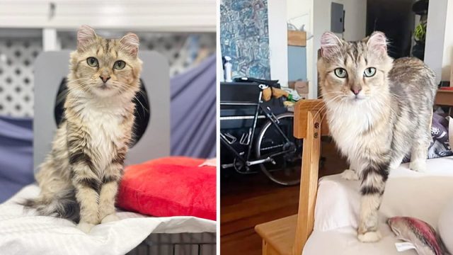 Gato se acerca a las personas en busca de ayuda después de vivir al aire libre durante mucho tiempo