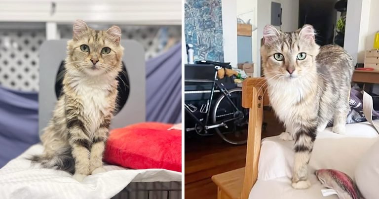 Gata se acerca a las personas en busca de ayuda después de vivir al aire libre durante mucho tiempo