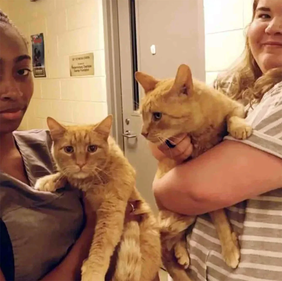 Gatos mayores esperaban junto a la ventana para ser adoptados 2 Gatos mayores en adopción
