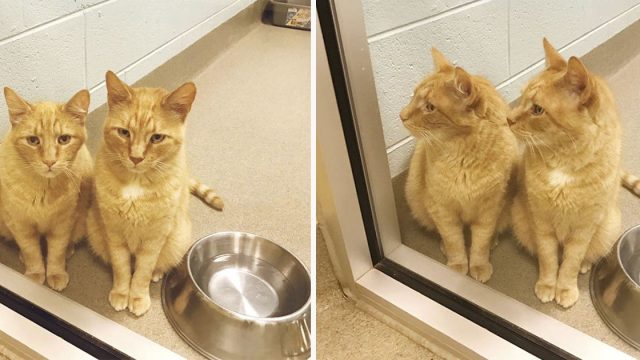 Gatos mayores esperaban junto a la ventana para ser adoptados
