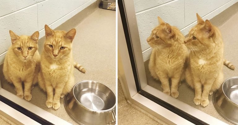 Gatos mayores esperaban junto a la ventana para ser adoptados