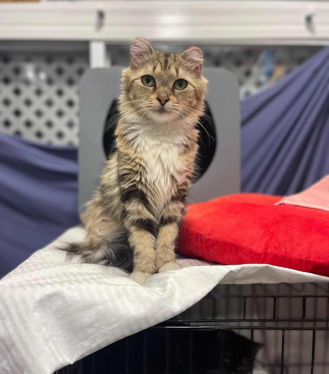 Gata se acerca a las personas en busca de ayuda después de vivir al aire libre durante mucho tiempo 2 Hermosa gatita rescatada